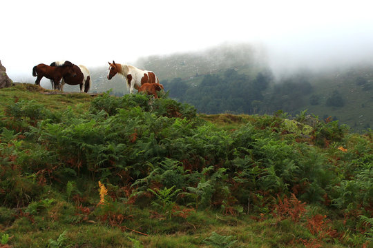 Under the mist, four pottok horses graze the July grass on the sides of the Rhune (French Basque Country)