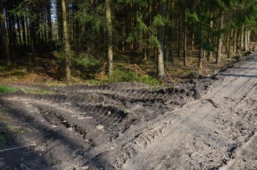 Tiefe Spuren im Wald