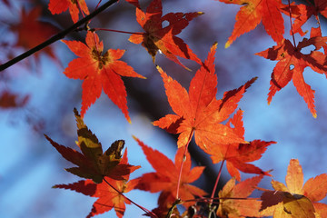 赤く色づいた日本楓の葉
