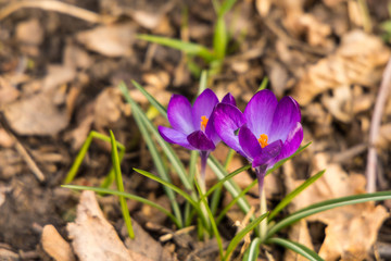 Fototapeta premium wild crocus flower in the wood
