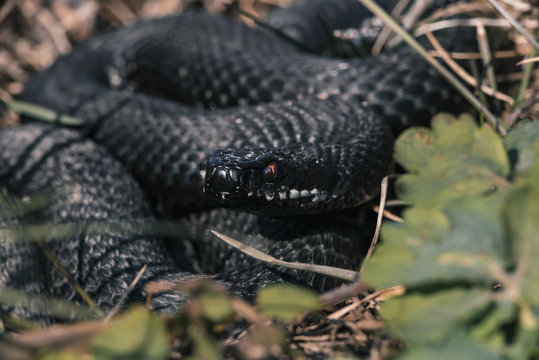 Black Adder With Red Eyes Curled Up