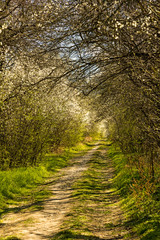 path through flowering bushes in springtime in thuringia