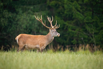 Naklejka na ściany i meble Strong red deer, cervus elaphus, stag with big antlers standing on a open pasture in nature. Majestic wild animal in Slovakia, Europe. Wildlife scenery of mammal from side view with copy space.