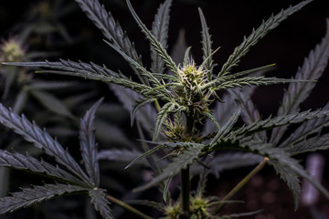 A Cannabis Indica Plant in Flowering, Alt 1