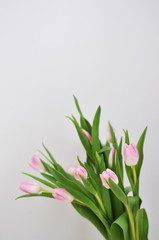 bouquet of tulips on white background