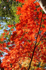 京都宇治の紅葉シーズン