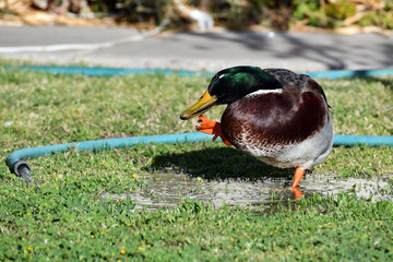 Male duck scratching head with his foot
