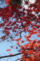 京都宇治の紅葉シーズン