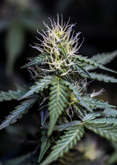 A Portrait of An Early Gelato Plant Flower, Alt