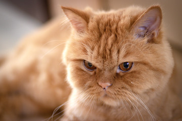 Close up Portrait of  cute Persian cat.