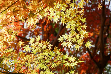 京都宇治の紅葉シーズン