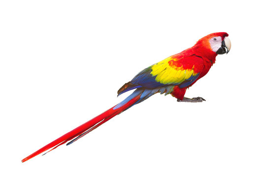 papagei, tier,  freigestellt, tierpark, hellroter ara, bunter ara, bunter papagei,  red macaw bird isolated on white background Ara ambigua Wildlife scene