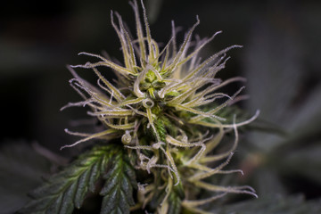 Naklejka na ściany i meble An Early Gelato Cannabis Plant Sprouting Pistils