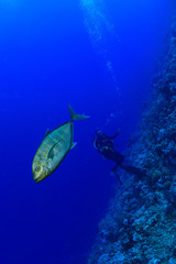 giant trevally  (Caranx ignobilis)