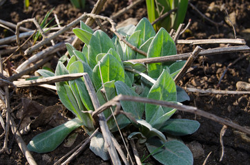 The first leaves of tulips among the leaves of red heichera