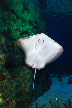 Stingray fish underside on corals reef in sea water