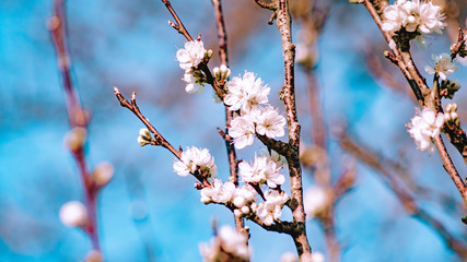 Fleurs de  printemps