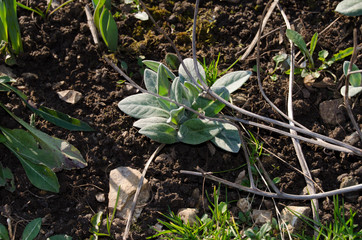 The first leaves of tulips among the leaves of red heichera