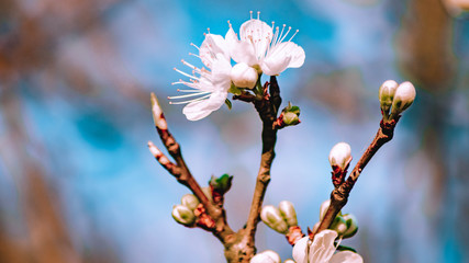 Fleurs de  printemps