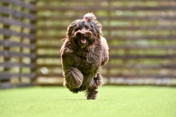 ラブラドゥードル