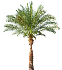 Palm tree isolated © lotus_studio