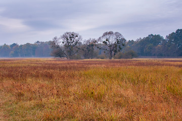 Fototapeta premium The old tree in the meadow is covered with mistletoe and there are clouds in the sky
