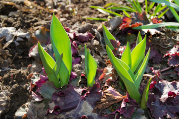 The first leaves of tulips among the leaves of red heichera