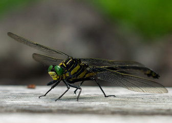 Missing Foot Dragonfly