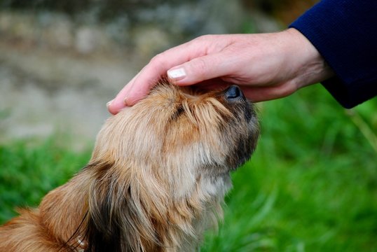 El perro se deja acariciar suavemente con la mano