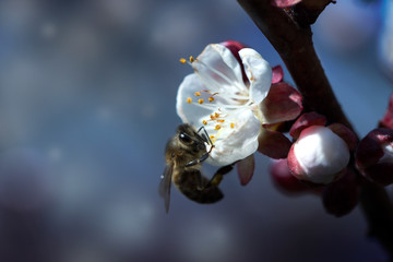 bee on a white flower on a tree. Bee picking pollen from apricot flower.Bee on apricot blossom