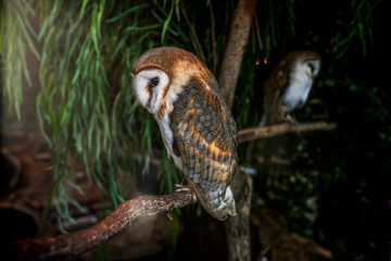 An owl perched on a branch; Portrait of an owl.