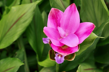 pink flower