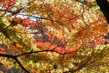 京都宇治の紅葉シーズン
