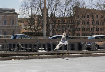 Seagull flight at the empty street of Rome with parked cars on background