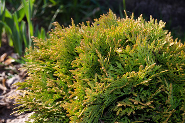 Needles of young thuja in the rays of the setting sun