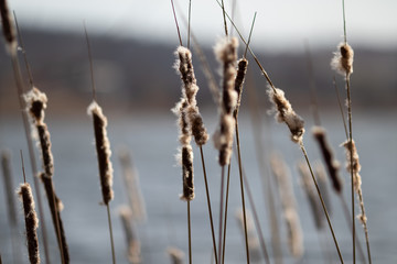 The reeds and flying fluff on the river. With blurry background.