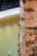 Birch tree trunk with peeling bark