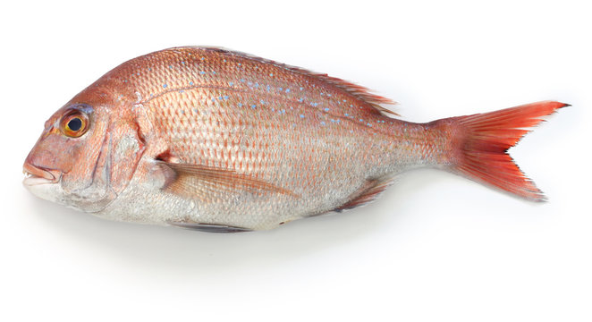 japanese red sea bream, Tai, Madai snapper, pagrus major isolated on white background