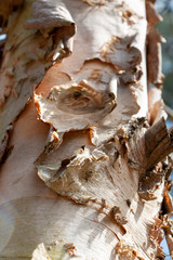 Birch tree trunk with peeling bark