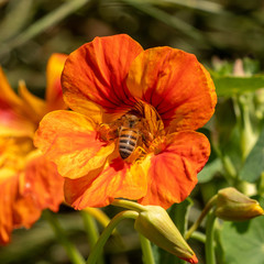 Flower Bee