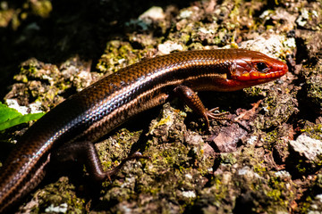 Lizard on tree
