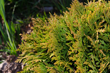 Needles of young thuja in the rays of the setting sun