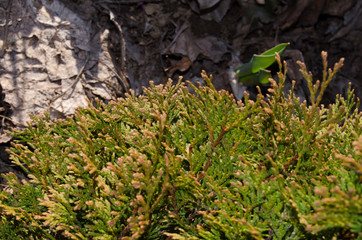 Needles of young thuja in the rays of the setting sun