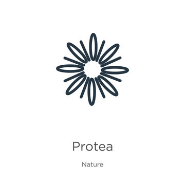 Protea icon. Thin linear protea outline icon isolated on white background from nature collection. Line vector sign, symbol for web and mobile