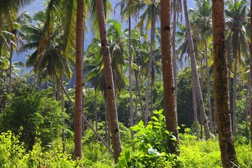 Philippines palm trees