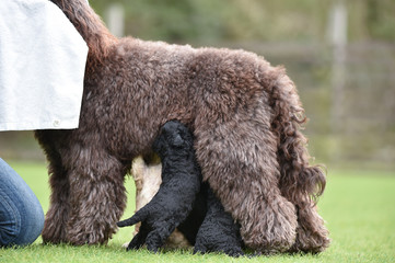 ラブラドールレトリバー