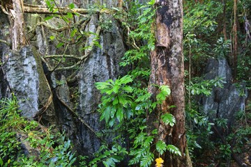 Fototapeta premium Jungle of Palawan