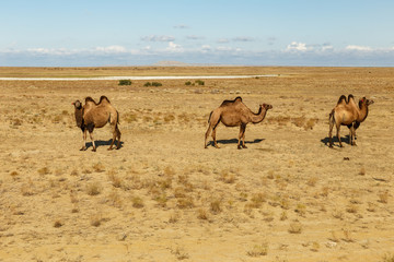 bactrian camels in the steppes of kazakhstan, Aral District of Kyzylorda Region.