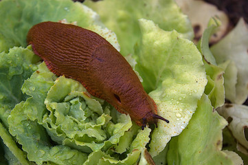 Schnecke auf einem Salatblatt	