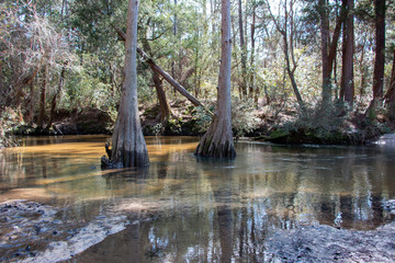 bohemian park in fairhope alabama winding river in cypress trees